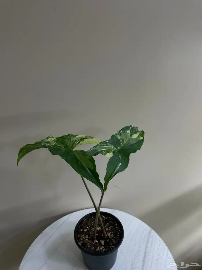 نباتات 4