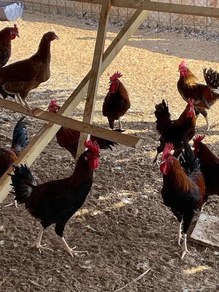 للبيع ديكة بلدي مهجن مع تركي 4