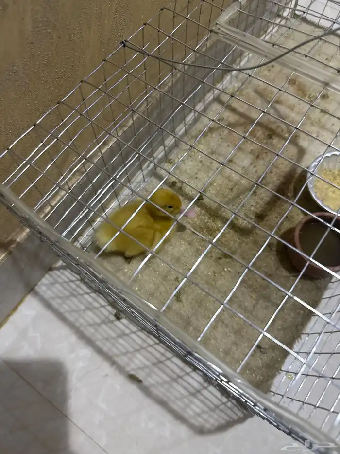 بطه للبيع 0