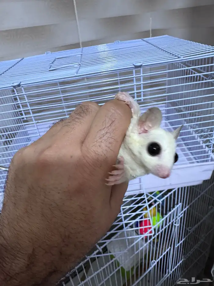 سنجاب شوقر قلايدر 7