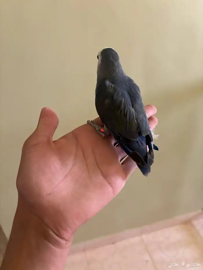 للبيع روز 1