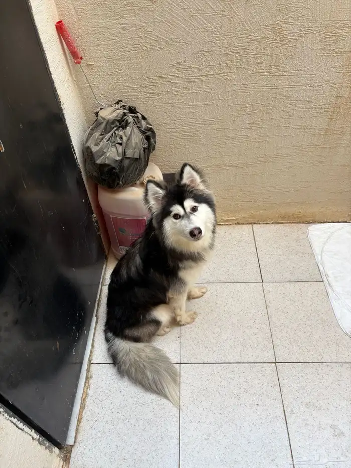 للبيع كلب هاسكي بيور اصيل 0