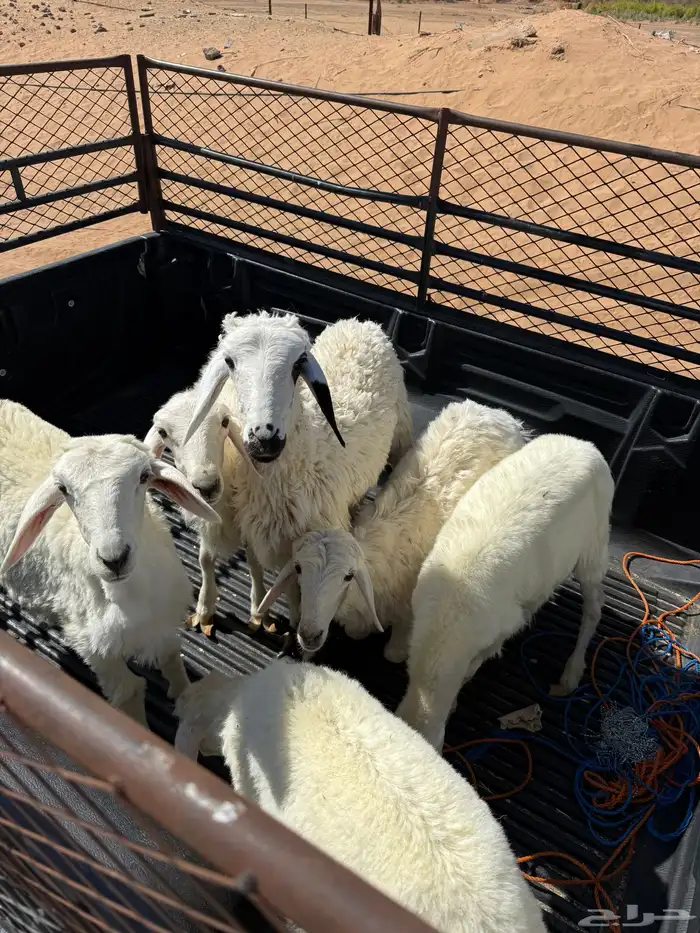 بهم تربيه للبيع 1