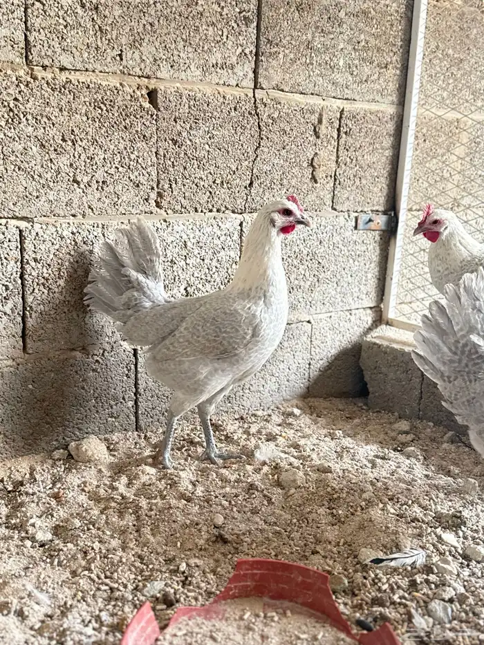 دجاج 3