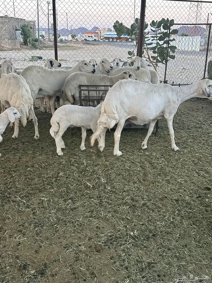 بسم الله ماشاء الله 14 ضان حرش تحتهم 3 بهم والباقيه دفيع 0