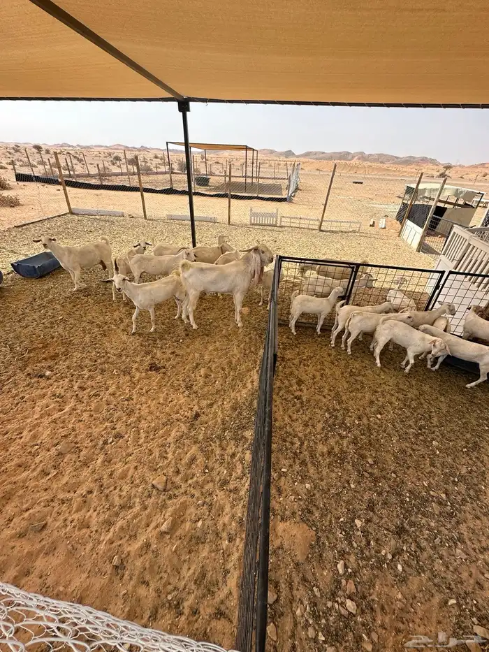 معزا بيض 1