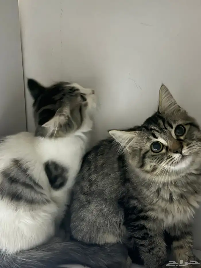قطط 3