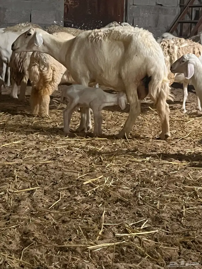 غنم حريات رغايث 5