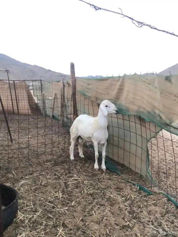 فحل حري أبرص منتج 3