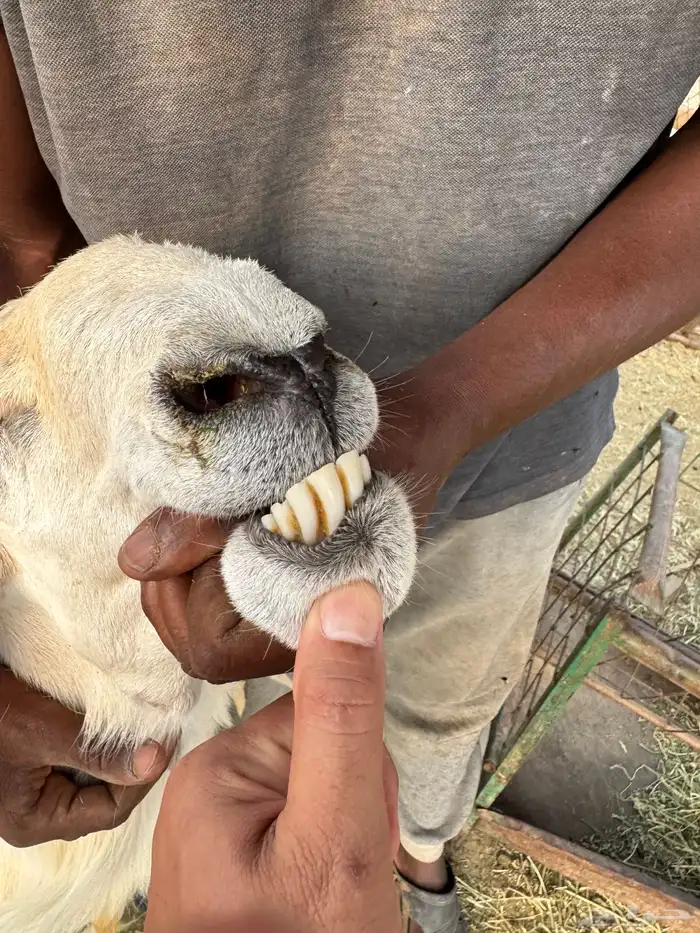 طلي فحل للبيع 3