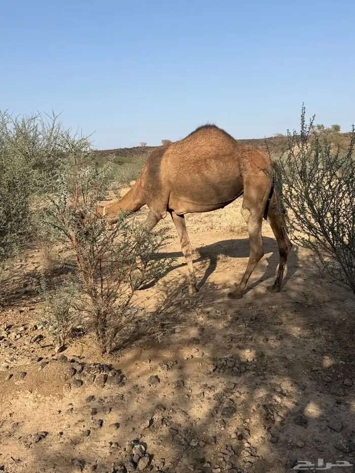 الحمرا القحه العكشي 7