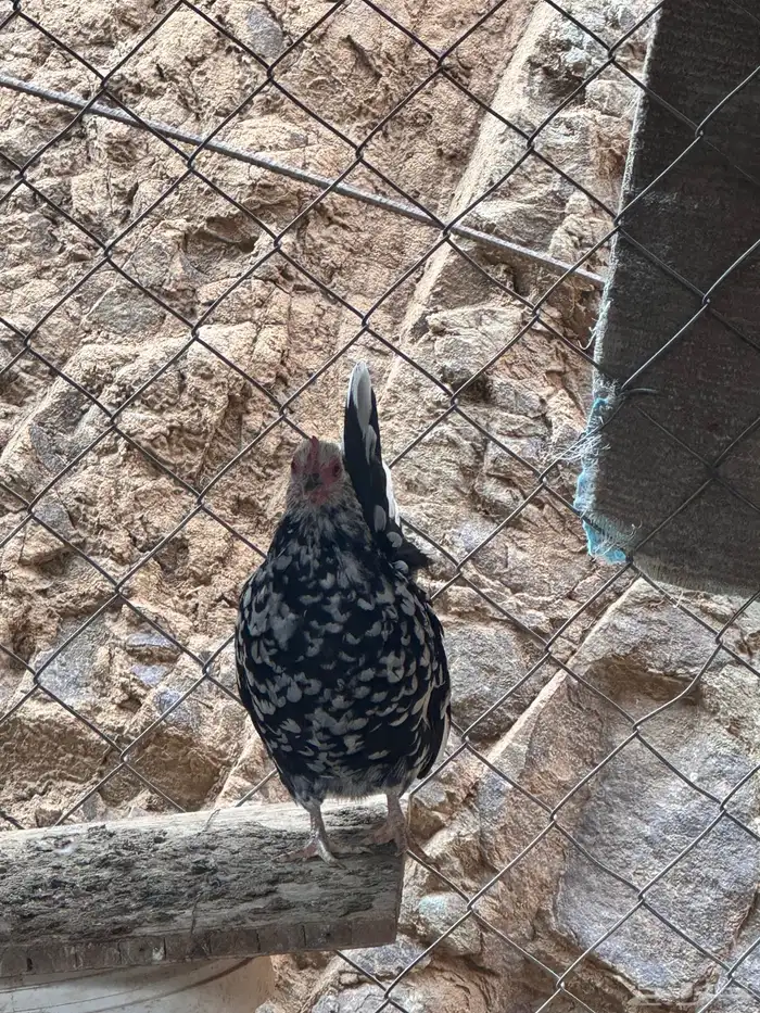 دجاج عربي دجاج جبنيز ديك رومي للبيع 30