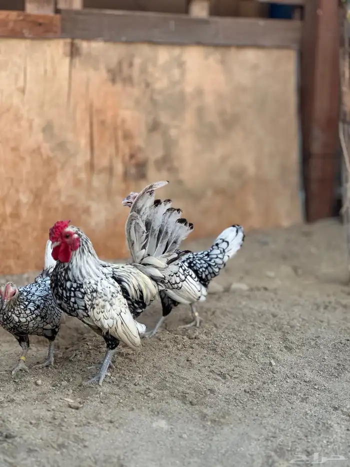 دجاج سبرايت شبابي 8
