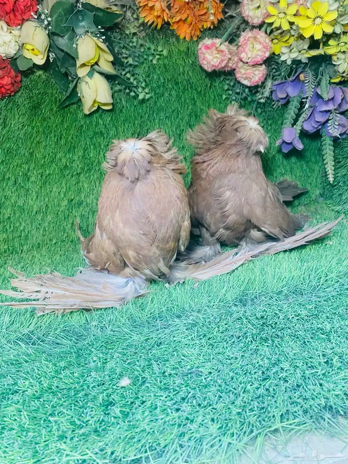 للبيع طبه بخاره احمر 5