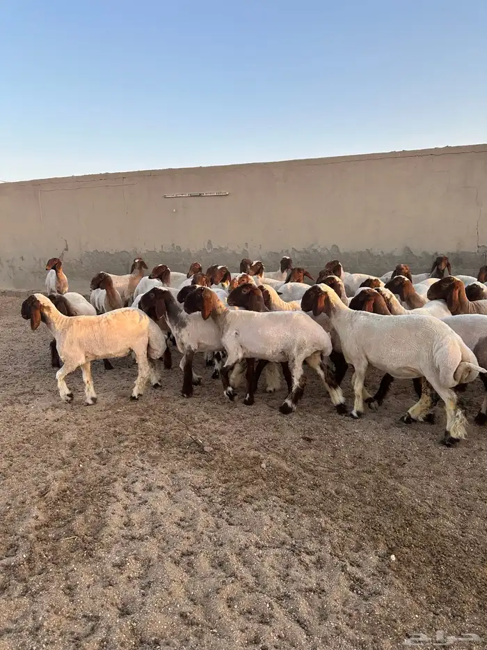 جذعات أنعيم طيبه ( تم البييع ) 2