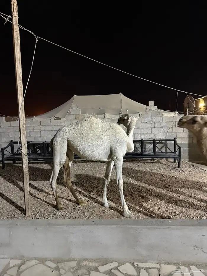 بكره حيسونيه 3