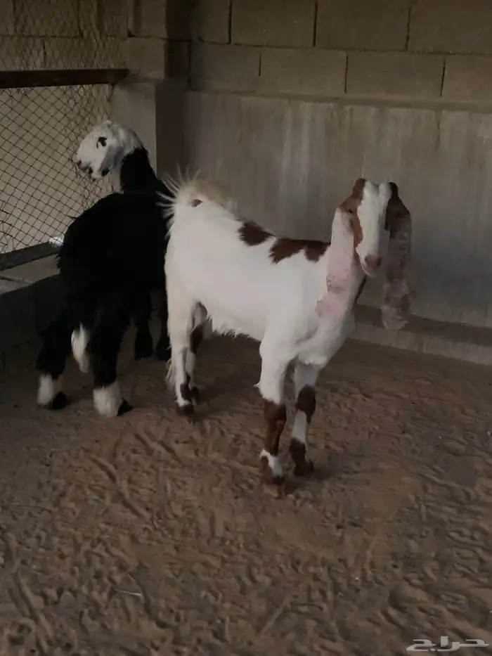 رخل نجديه 0