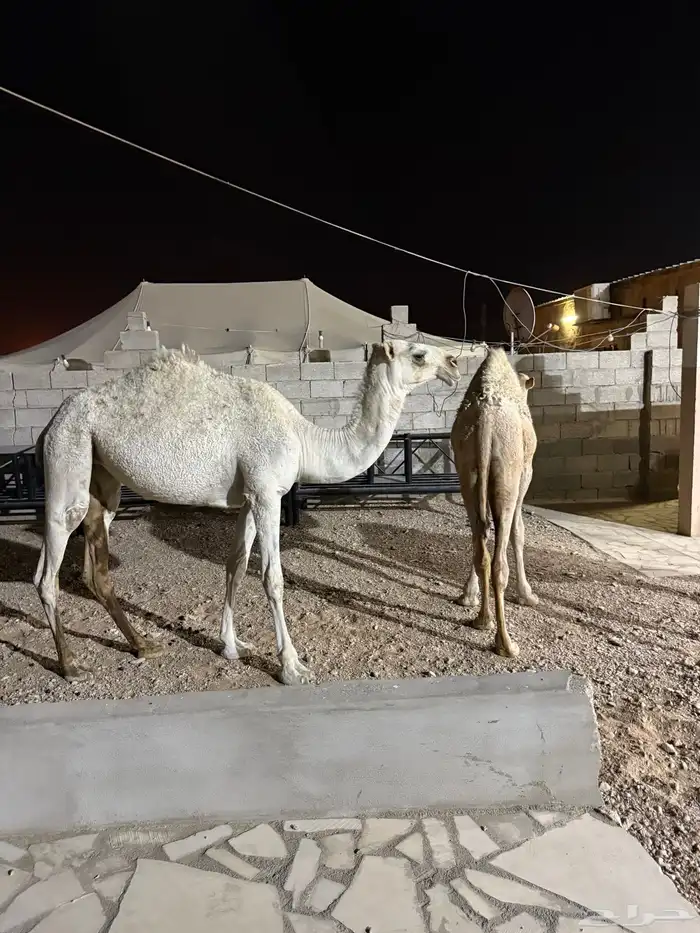 بكره حيسونيه 4