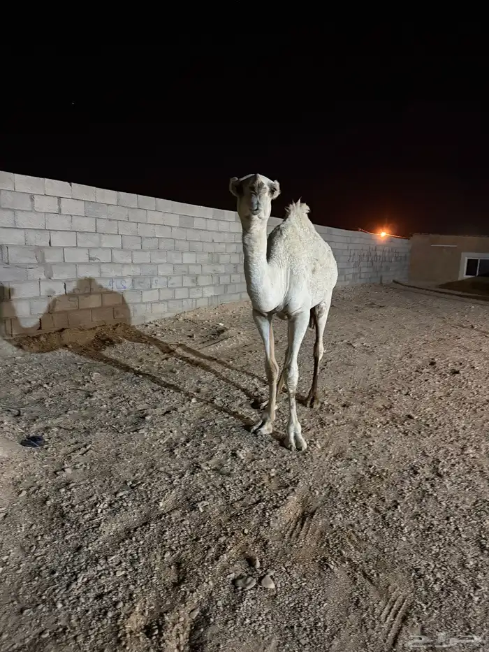 بكره حيسونيه 2
