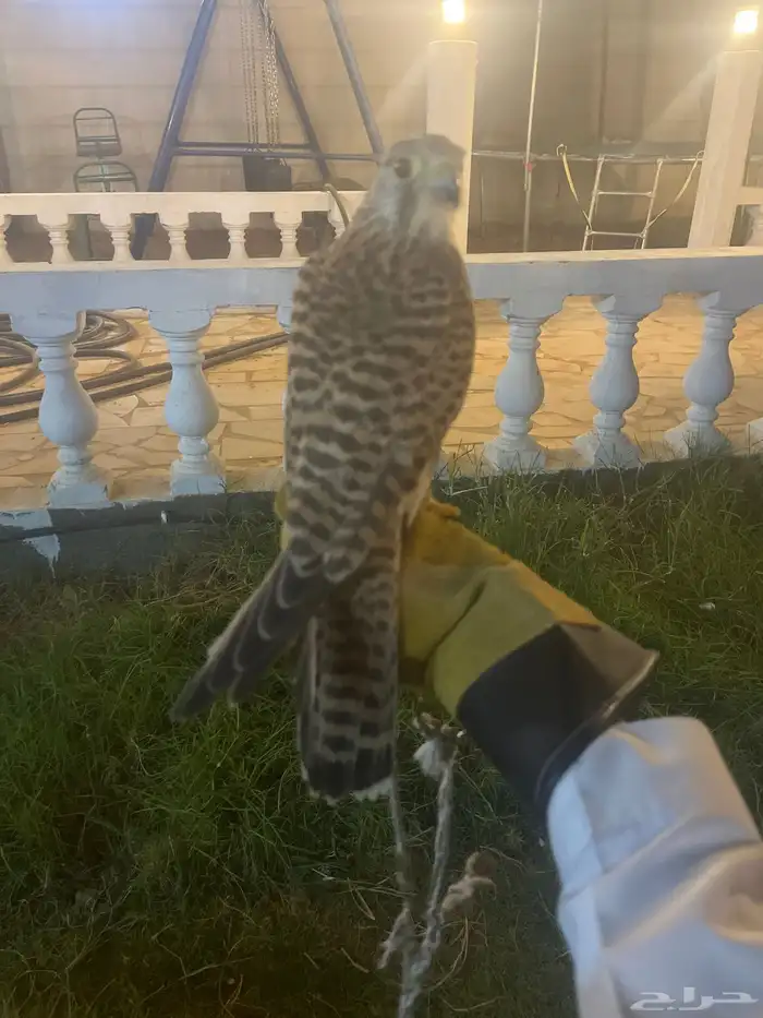 شبوط 2