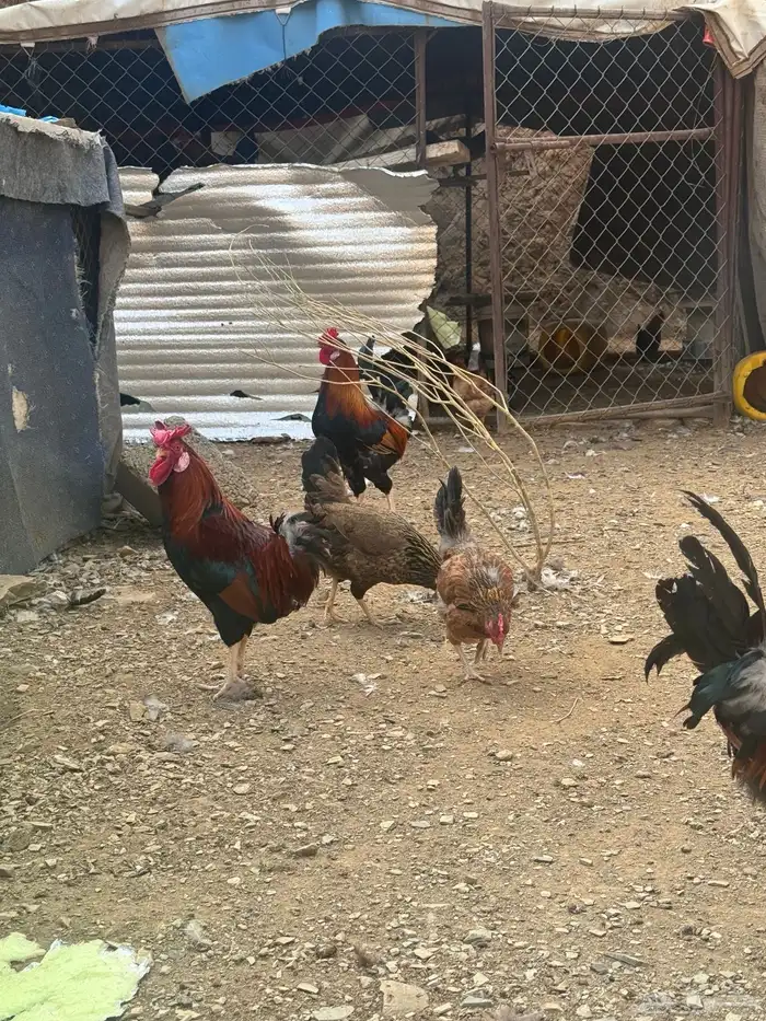 دجاج عربي دجاج جبنيز ديك رومي للبيع 19