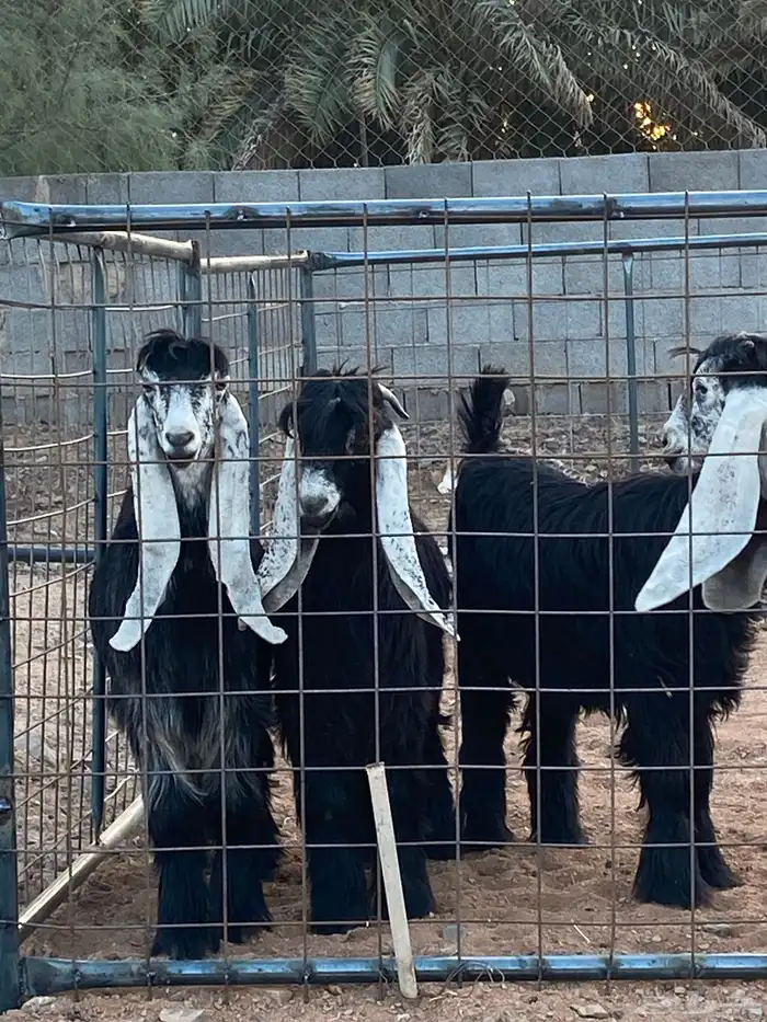 معزا عوارض صنف بفحلها (تم البيع) 4