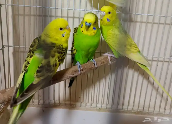 بادجي منتجين للبيع 11