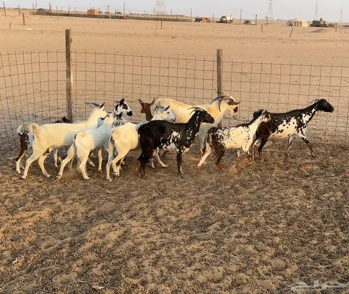 ماعز للبيع 4