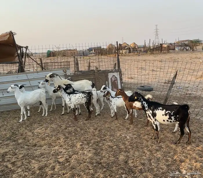 ماعز للبيع 1