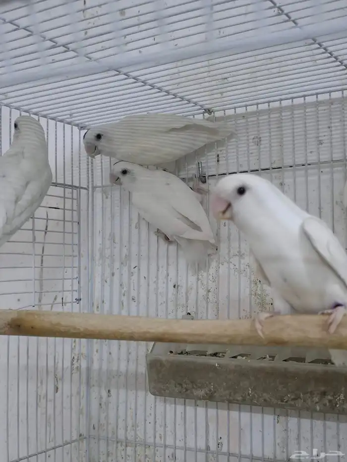 أجواز روز البيو 3 0