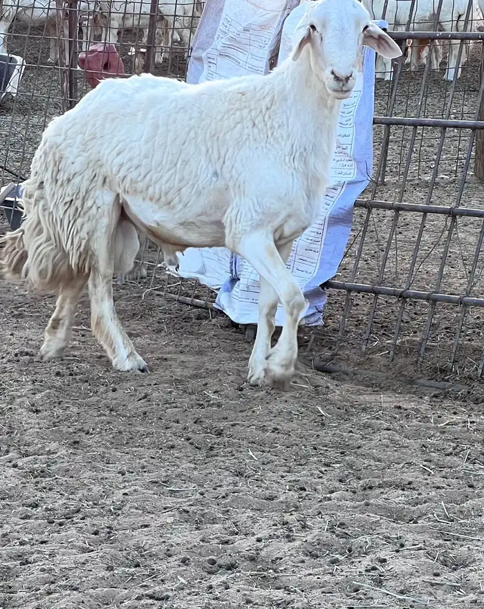 خروف حري صنف 1