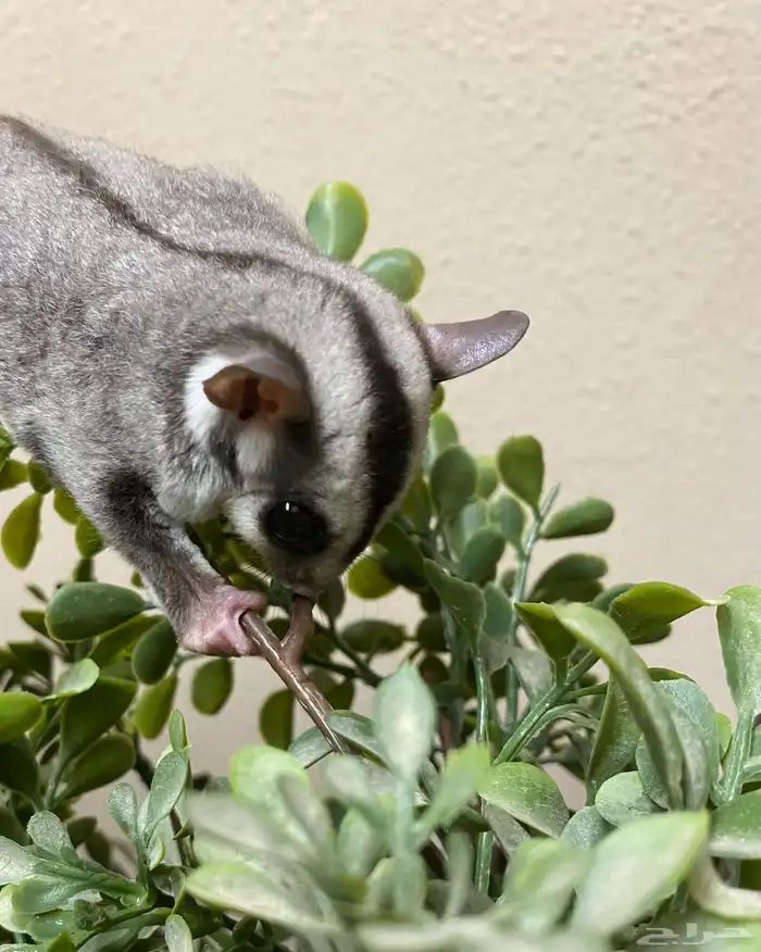 شوقر قلايدر - السنجاب الطائر SugarGlider 18