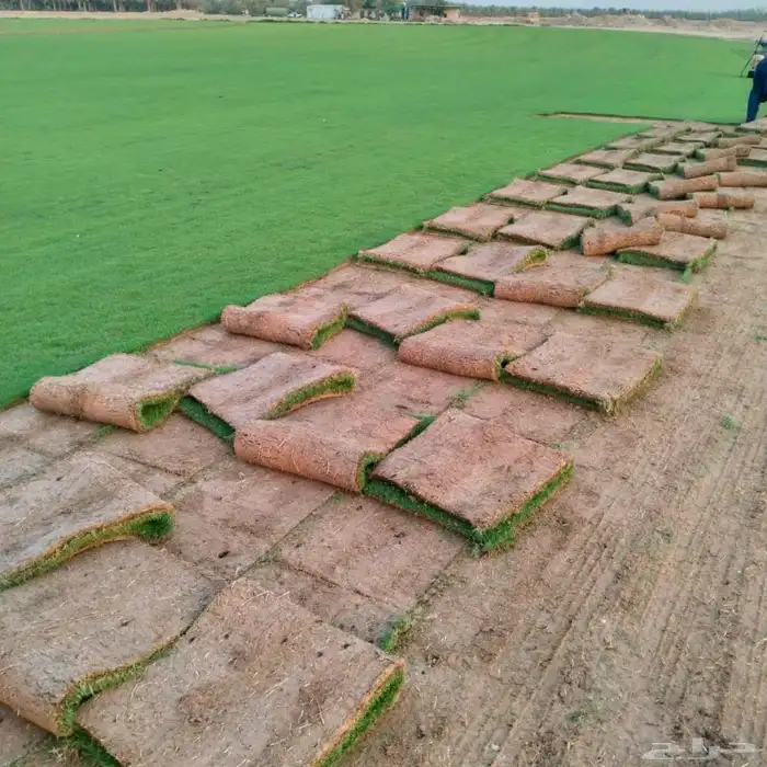 تيل طبيعي مزرعه التالي الياباني 8