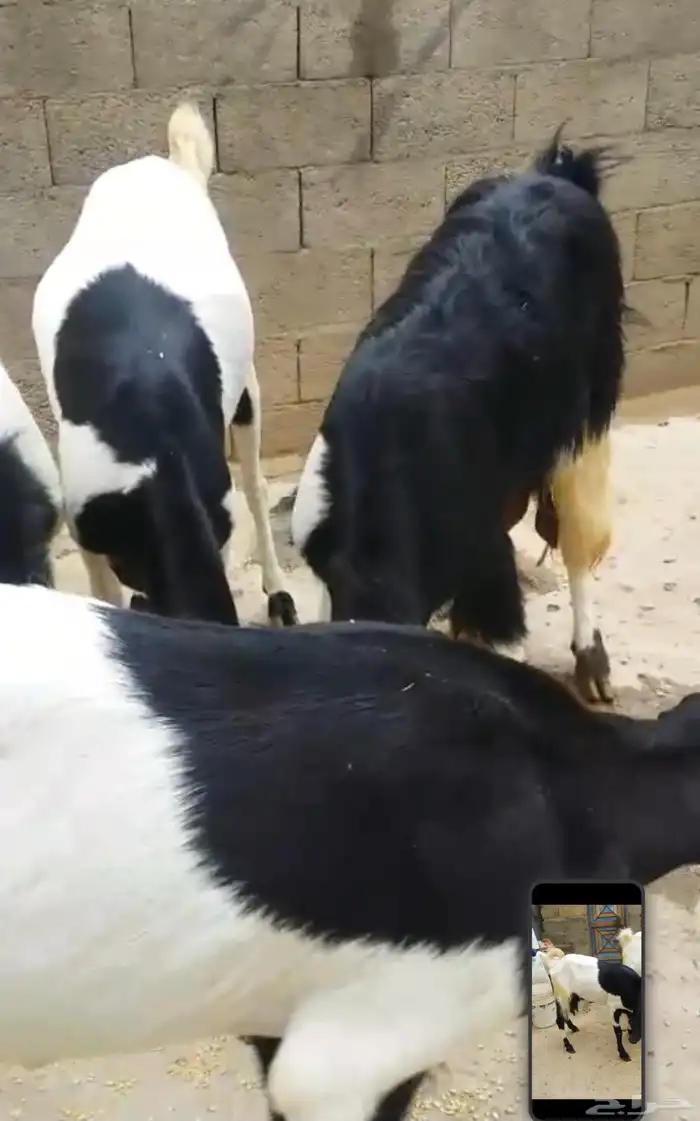 غنم معزا للبيع 5