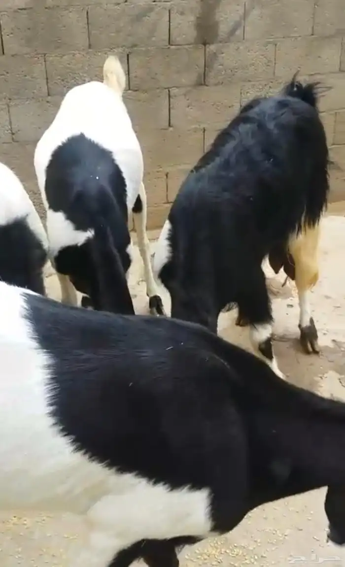 غنم معزا للبيع 7