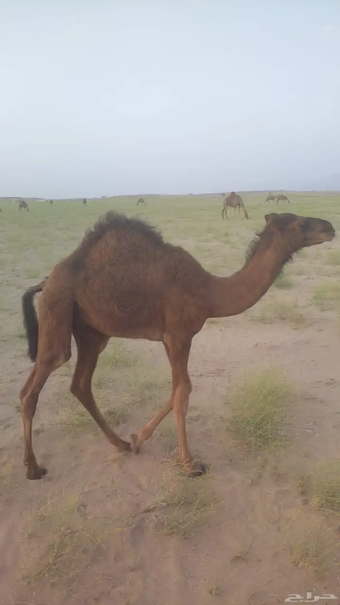 قعدان على حليب امهاتها 1
