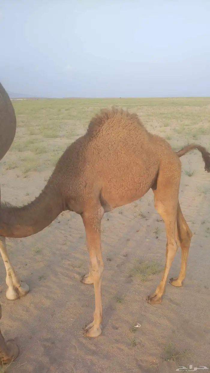 قعدان على حليب امهاتها 0