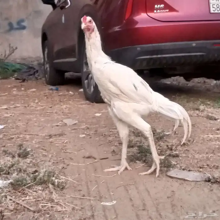 ديك باكستاني من امفن 1