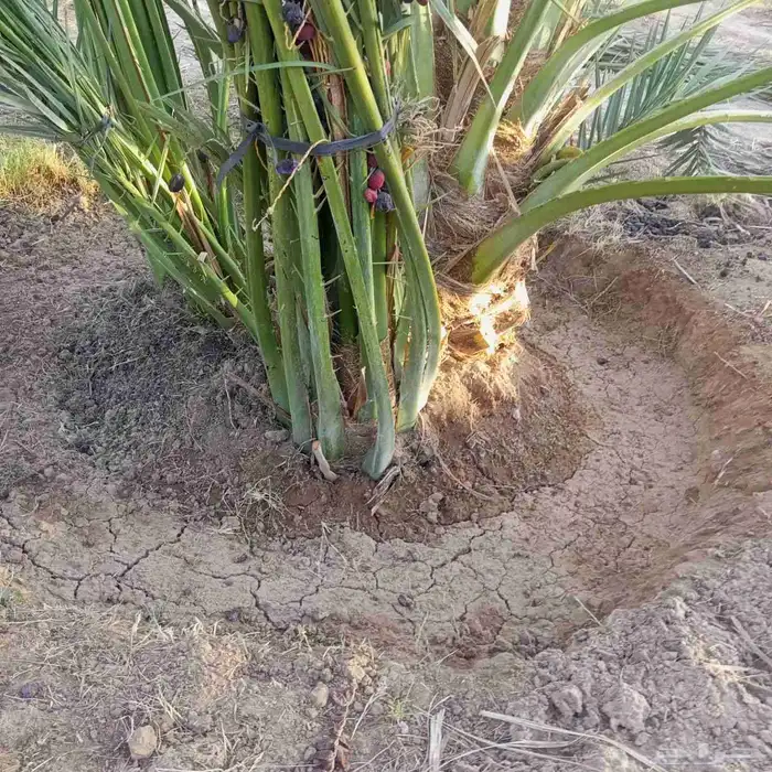 يوجد لدينا فسايل عجوه صفاوي مجدول صقعي 2