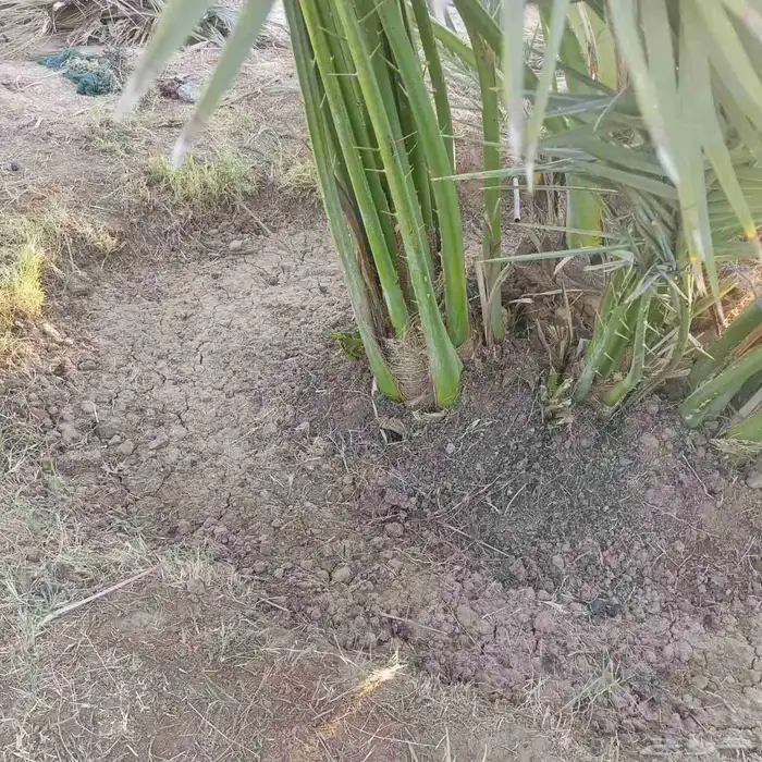 يوجد لدينا فسايل عجوه صفاوي مجدول صقعي 3