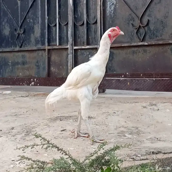 ديك باكستاني من امفن 0