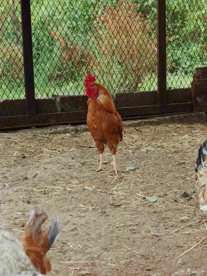 ديك بلدي 0