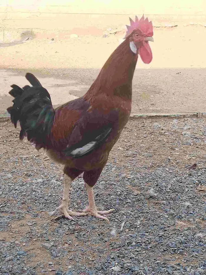 ديك فرنسي للبيع 0