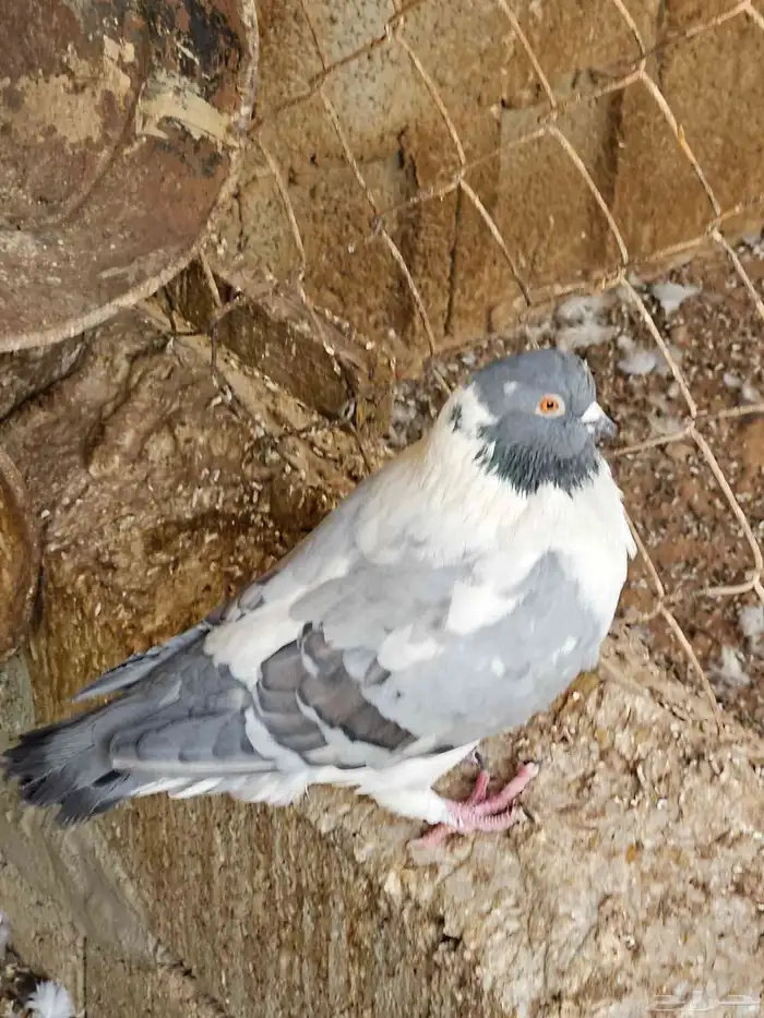 للبيع حمام زاجل كريمي وهجين وشرازي وكنق العدد 60 جوزةتقريبا 1