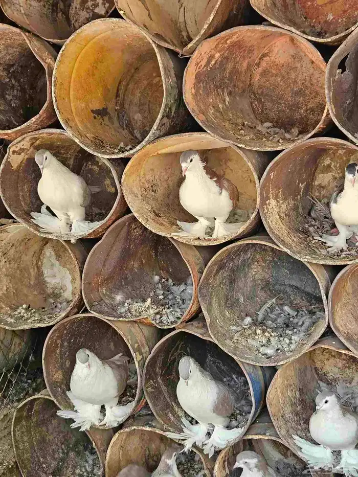 للبيع حمام زاجل كريمي وهجين وشرازي وكنق العدد 60 جوزةتقريبا 8