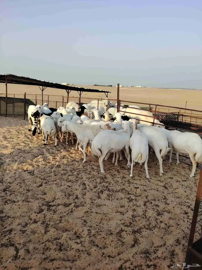 غنم عدد 25 دفيع أسنان مهجن رفيدي على حري طيبه للمقنا 0