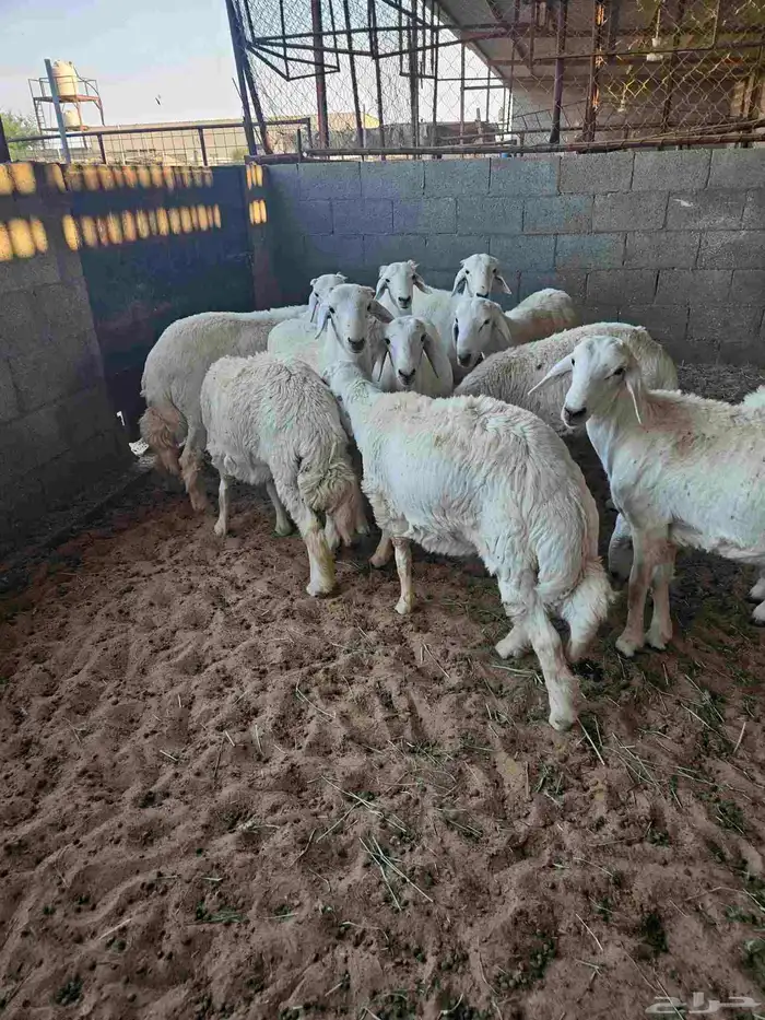 خرفان حريات جذعان 1