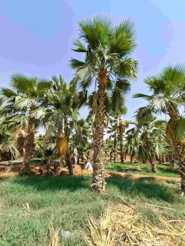 نخيل توريد وتركيب وشبوك 2