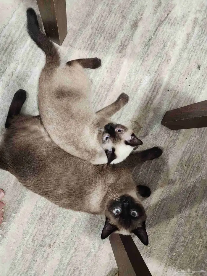 قطط 2