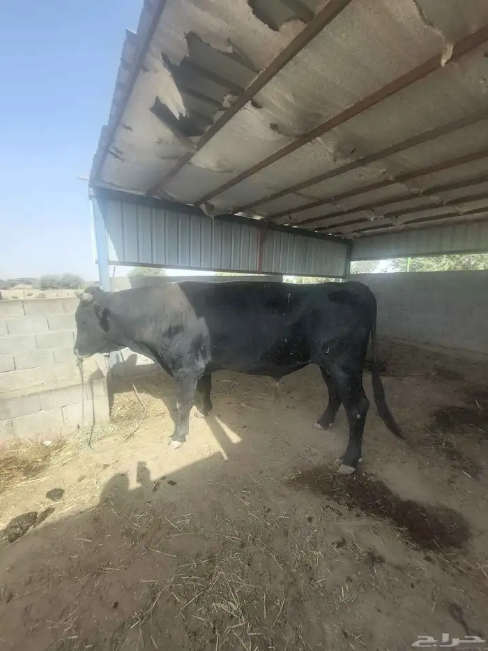 ثور   الماني كفو وهادي جدا 2